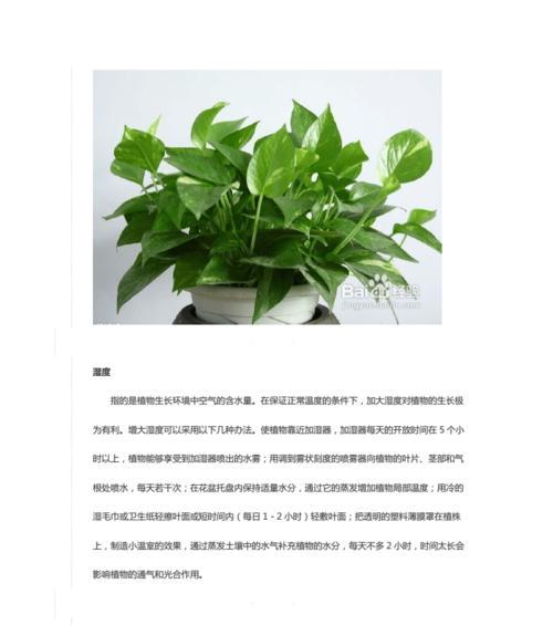 网购绿萝的养殖方法是什么？如何让网购绿萝健康成长？