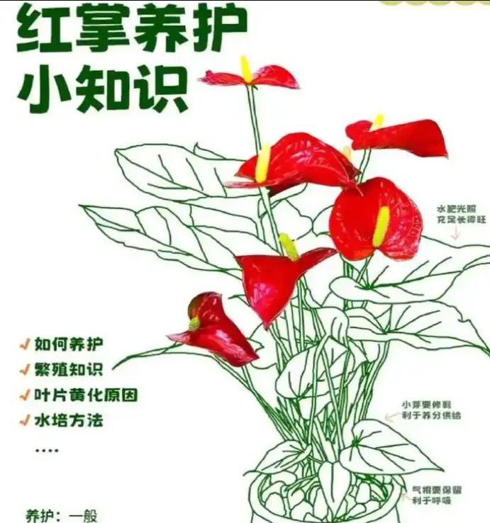 大红掌的养殖方法和注意事项是什么？如何让大红掌茁壮成长？