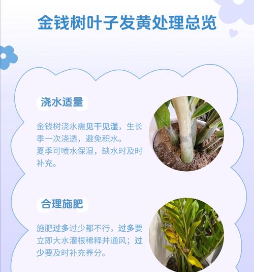 金钱树掉叶子是什么原因？如何有效防止？