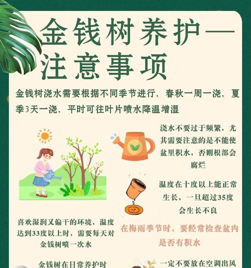 金钱树掉叶子是什么原因？如何有效防止？