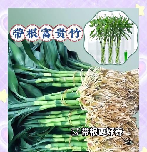 富贵竹发芽后如何养殖？需要注意什么？