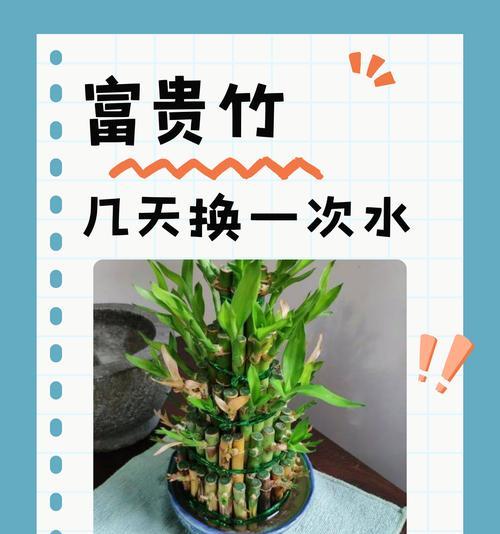 富贵竹发芽后如何养殖？需要注意什么？