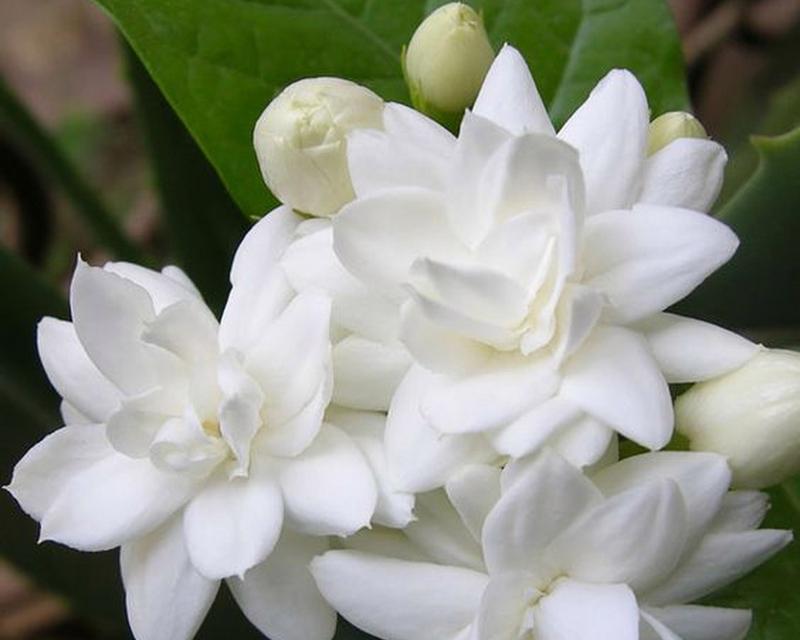 茉莉花有哪些颜色？不同颜色的茉莉花有何特点？