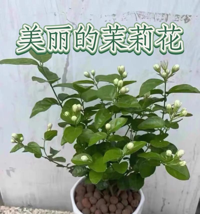 茉莉花有哪些颜色？不同颜色的茉莉花有何特点？