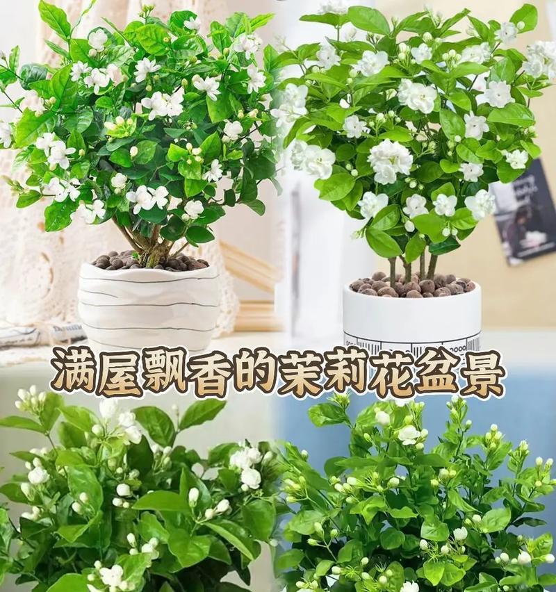 茉莉花有哪些颜色？不同颜色的茉莉花有何特点？