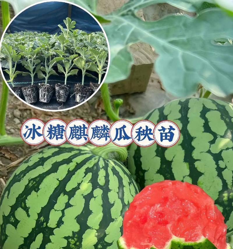 盆栽西瓜种植几颗最佳？如何保证盆栽西瓜的产量和品质？