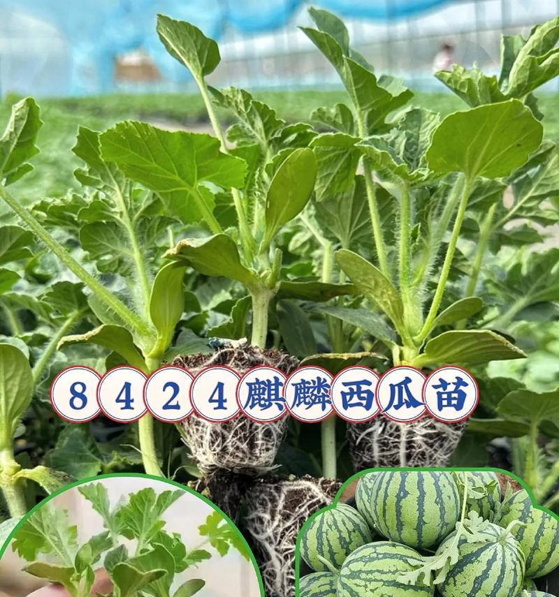 盆栽西瓜种植几颗最佳？如何保证盆栽西瓜的产量和品质？