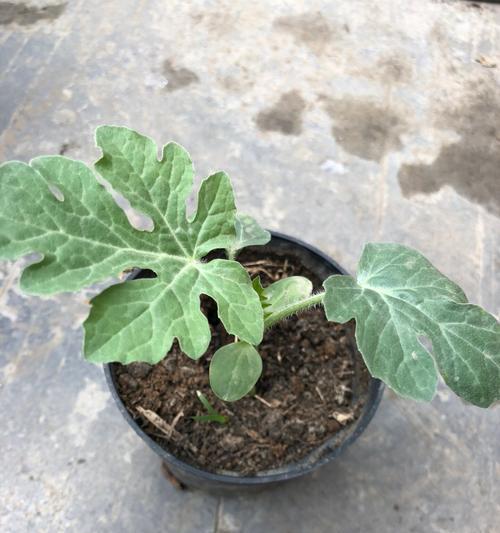 盆栽西瓜种植几颗最佳？如何保证盆栽西瓜的产量和品质？