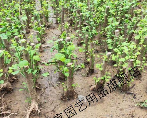 银杏树适合作为盆景吗？盆景银杏树的养护要点是什么？