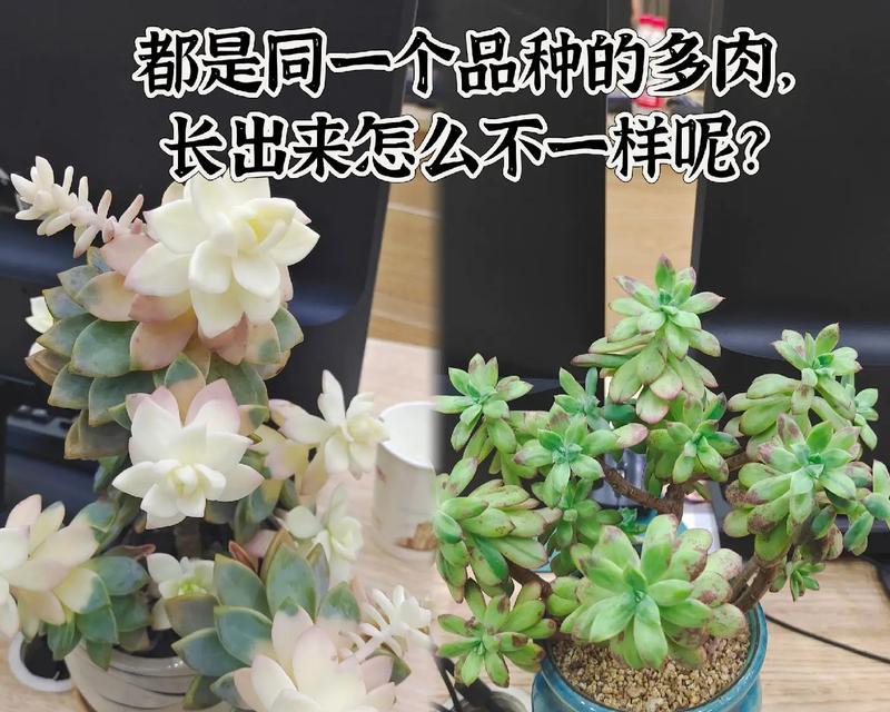 多肉金手指的养殖技巧是什么？如何处理徒长问题？
