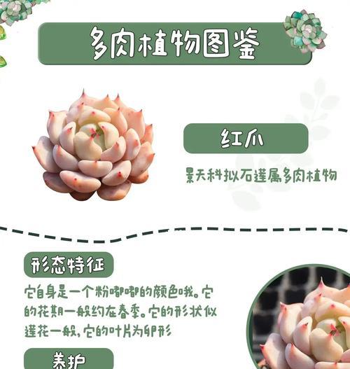 多肉金手指的养殖技巧是什么？如何处理徒长问题？