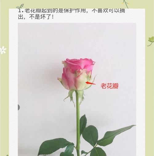 玫瑰插花怎么延长花期？有哪些保鲜技巧？