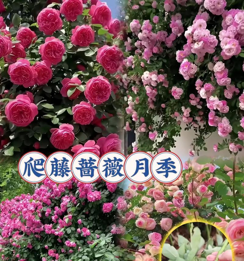 蔷薇花的正确养护方法是什么？