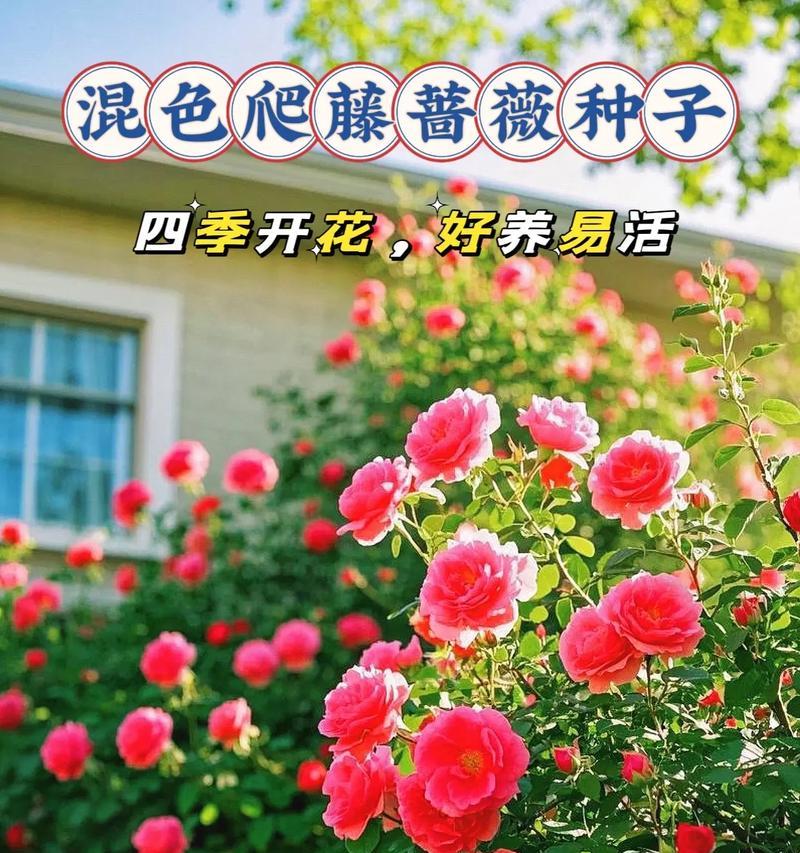 蔷薇花的正确养护方法是什么？