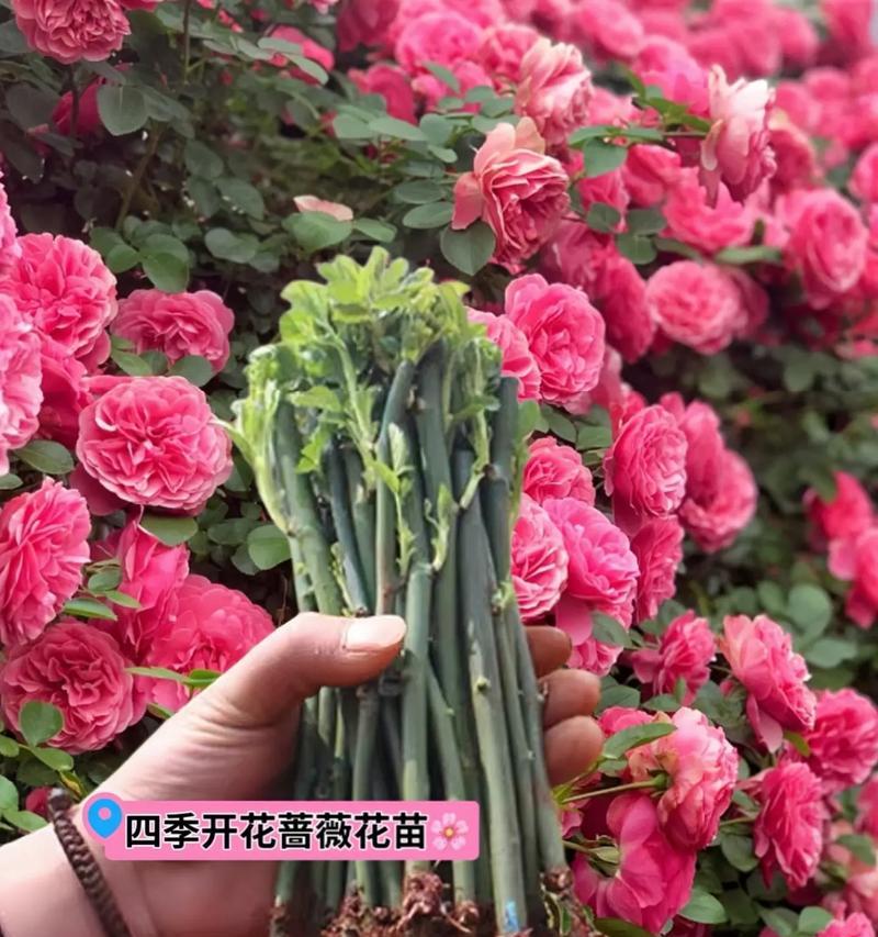 蔷薇花的正确养护方法是什么？