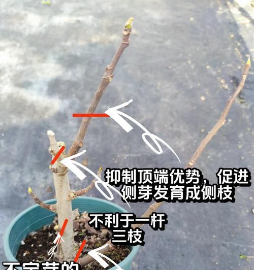 火棘修剪的最佳时机是什么时候？修剪方法有哪些？