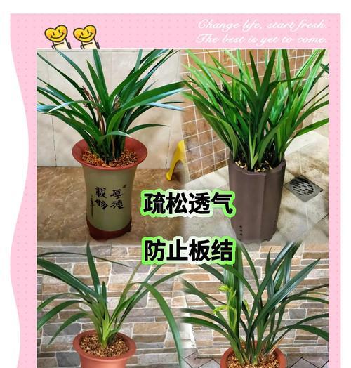 兰花用什么土栽培效果最佳？如何确保土壤排水性？