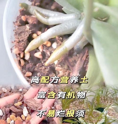 兰花用什么土栽培效果最佳？如何确保土壤排水性？