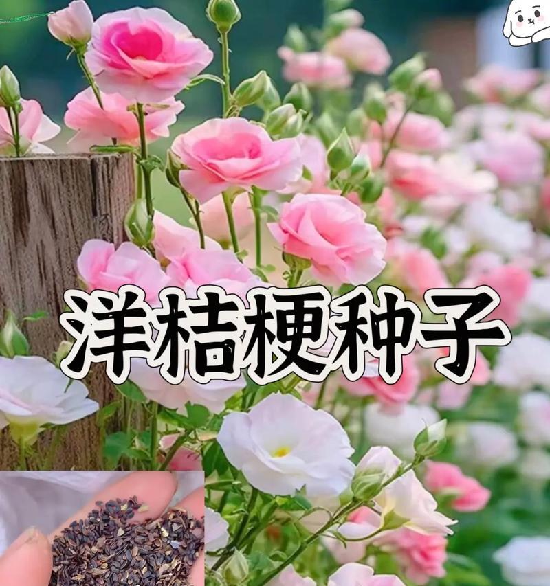 洋桔梗的最佳种植时间是什么时候？