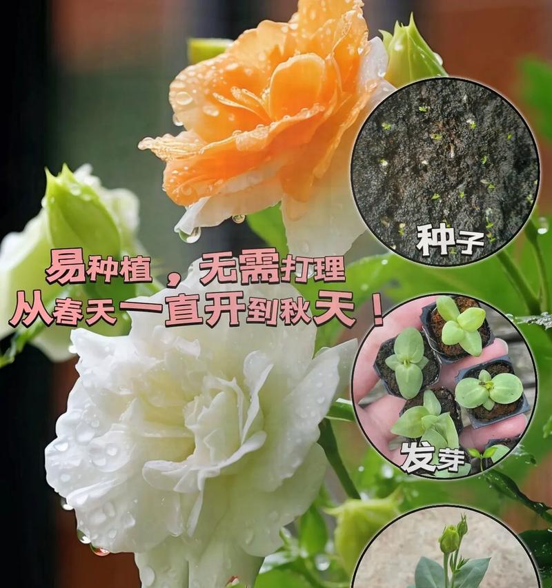 洋桔梗的最佳种植时间是什么时候?