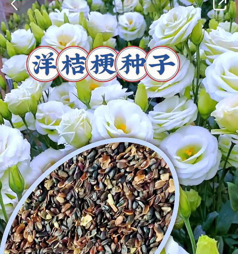 洋桔梗的最佳种植时间是什么时候？