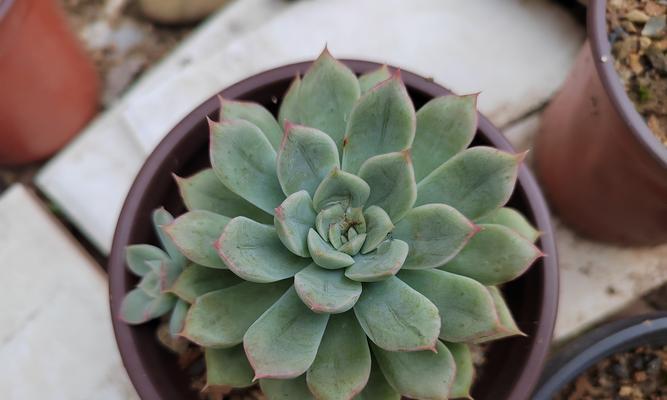 秋天多肉植物如何养护？多肉植物秋季护理要点？