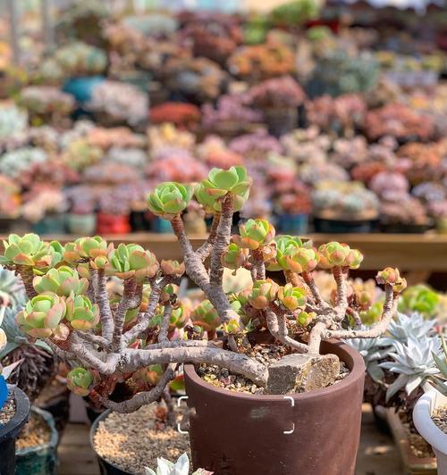 秋天多肉植物如何养护？多肉植物秋季护理要点？