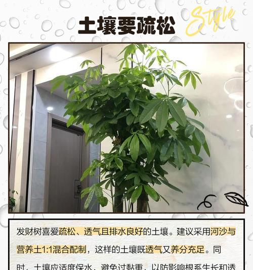 迷你发财树的养殖方法是什么？如何保持其健康生长？