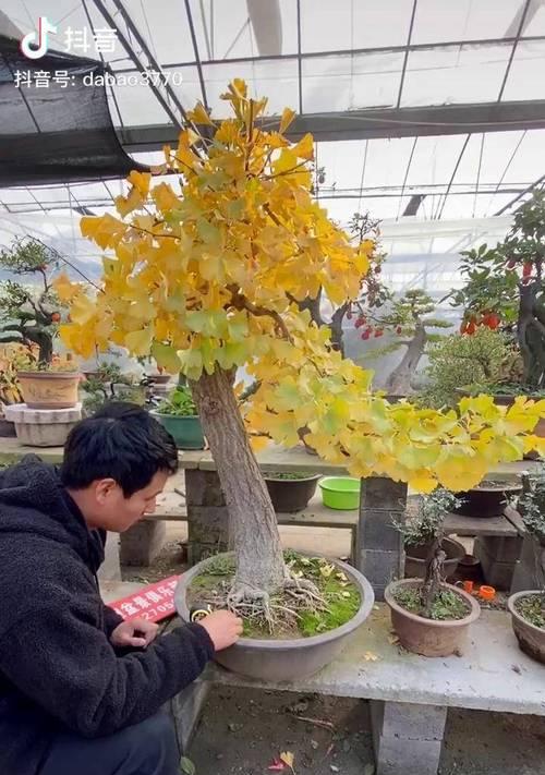 银杏树盆景的培育步骤是什么？培育中应注意什么？