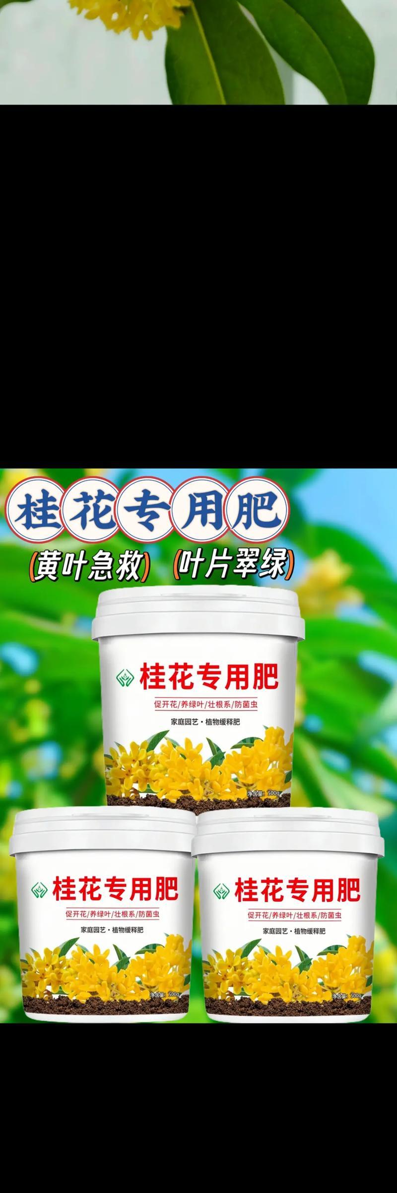 桂花施肥的最佳时机是什么时候？怎样施肥才能促进桂花的生长？