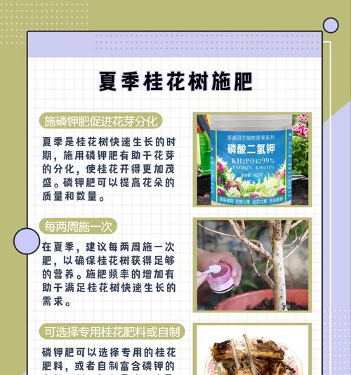 桂花施肥的最佳时机是什么时候？怎样施肥才能促进桂花的生长？