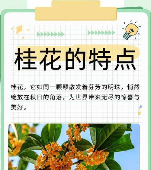 桂花施肥的最佳时机是什么时候？怎样施肥才能促进桂花的生长？