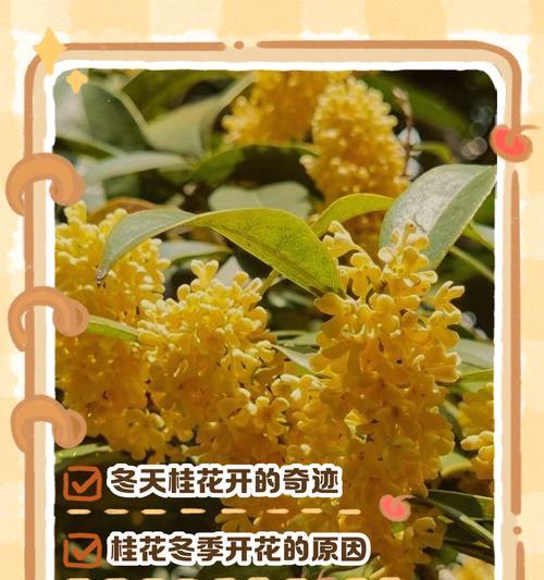 桂花怎么养殖才能开花？养殖桂花有哪些注意事项？