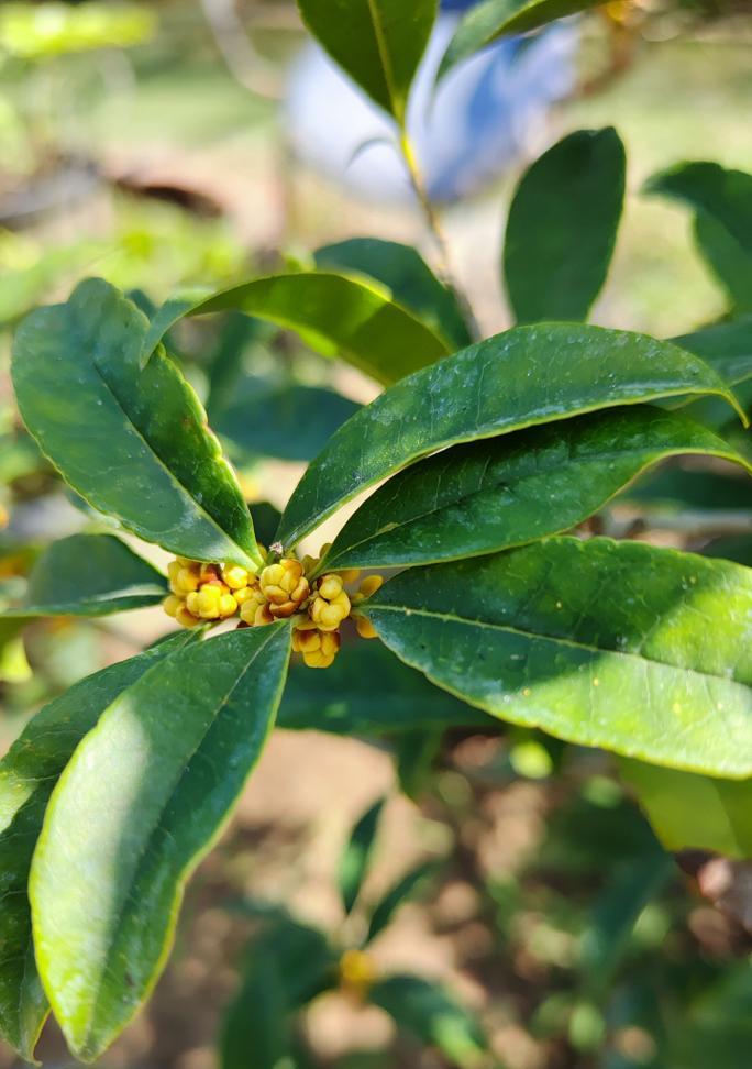 桂花怎么养殖才能开花？养殖桂花有哪些注意事项？