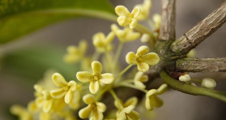 桂花怎么养殖才能开花？养殖桂花有哪些注意事项？