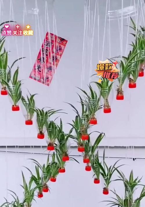 吊兰繁殖的正确方法是什么？如何提高繁殖成功率？