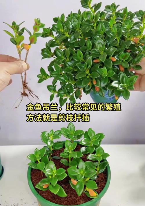 吊兰繁殖的正确方法是什么？如何提高繁殖成功率？