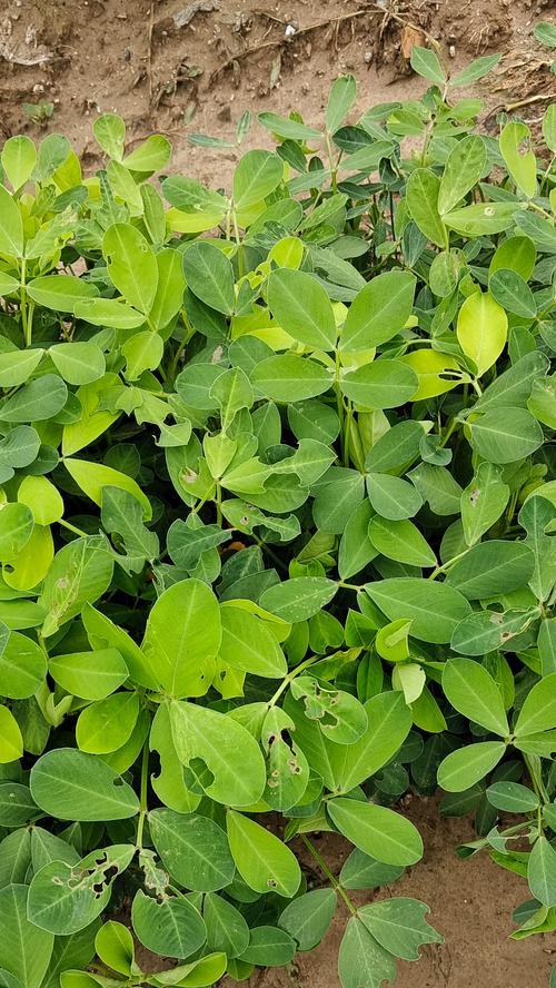 花木生虫怎么办？有效防治虫害的方法有哪些？