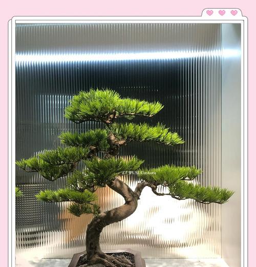 魔法师植物的养殖方法是什么？如何处理魔法师植物的常见问题？