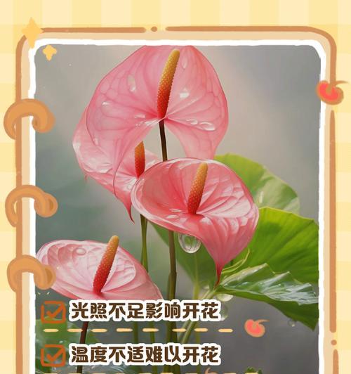红掌不开花可能是哪些原因造成的？