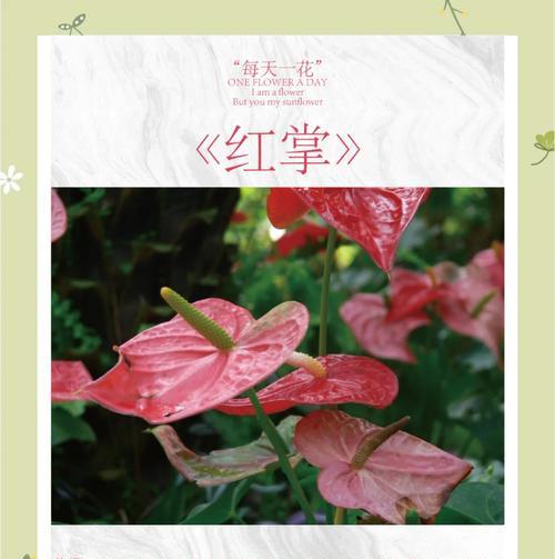 红掌不开花可能是哪些原因造成的？