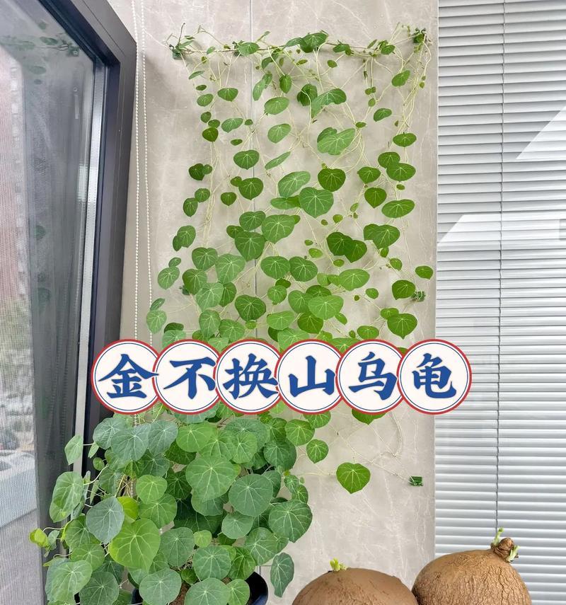 懒人适合种植哪些植物？懒人植物的养护方法是什么？