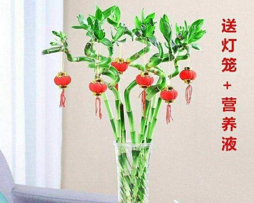 水养竹子的正确方法是什么？如何保持水养竹子的健康？