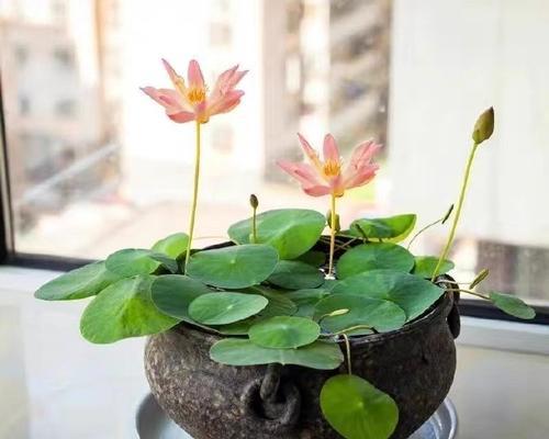 家庭水培植物有哪些？如何选择适合自己的？