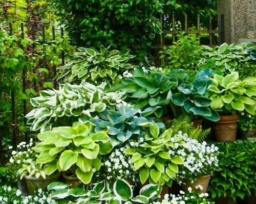 室内耐阴植物推荐？哪些植物适合阴暗环境？