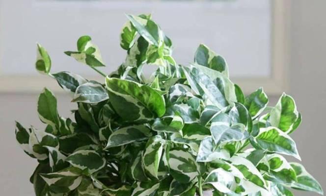 室内耐阴植物推荐？哪些植物适合阴暗环境？
