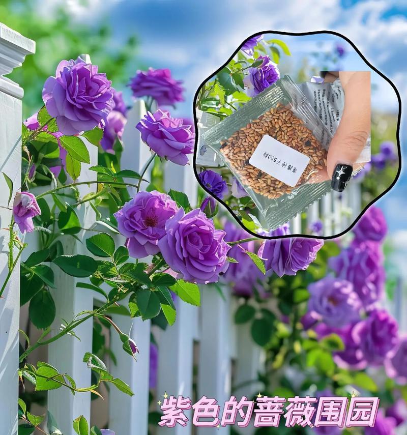 蔷薇花什么时候种植？蔷薇花的最佳种植时间是什么时候？