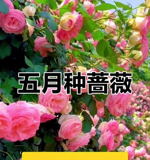 蔷薇花什么时候种植？蔷薇花的最佳种植时间是什么时候？