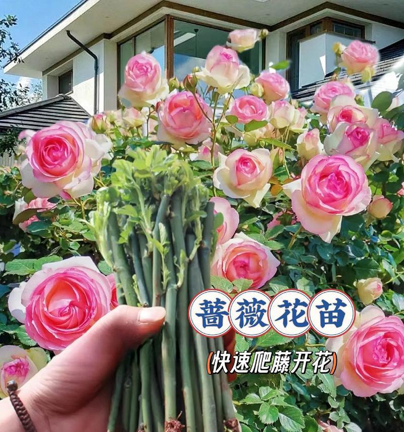 蔷薇花什么时候种植？蔷薇花的最佳种植时间是什么时候？