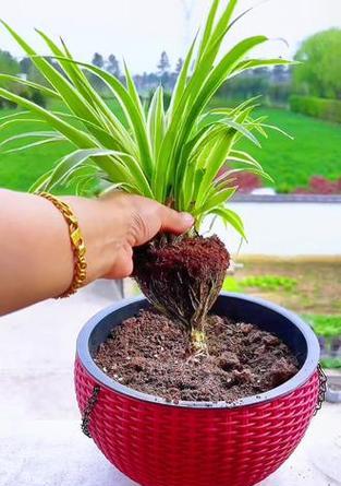吊篮花的养护要点是什么？吊篮花的繁殖方式有哪些？